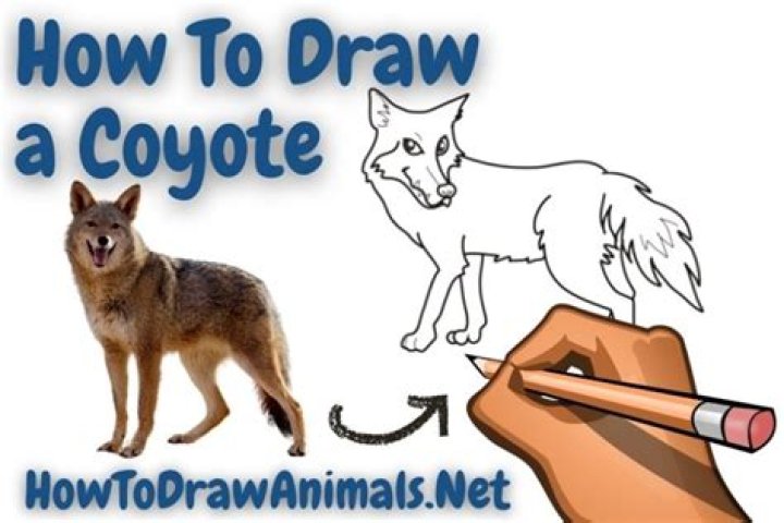 Quick Answer: How To Draw A Coyote Head