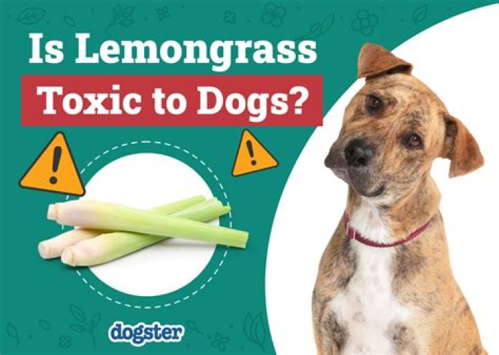 Quick Answer: Is Lemongrass Tea Safe For Dogs
