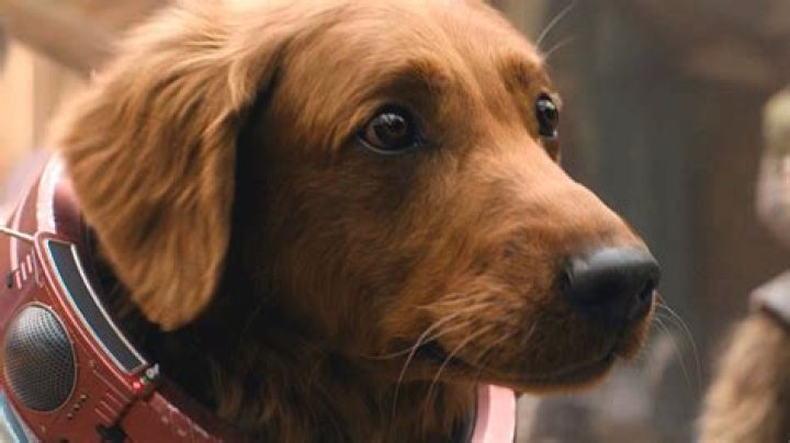 Quick Answer: Is Oliver A Good Dog Name