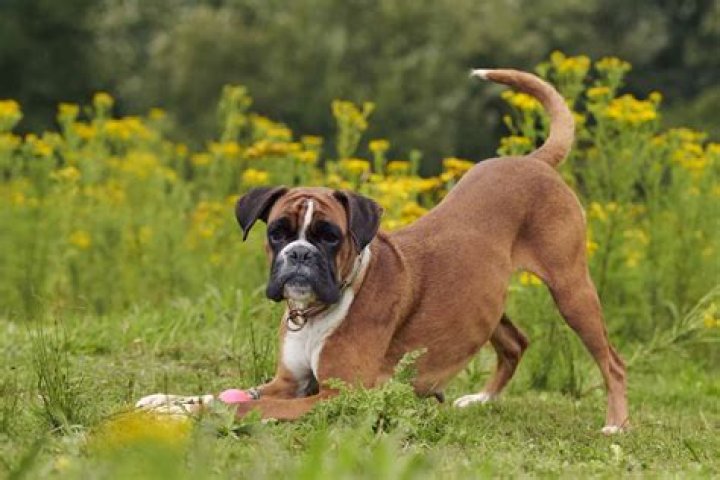 Quick Answer: What Does A Boxer Dogs Adam Apple Look Like