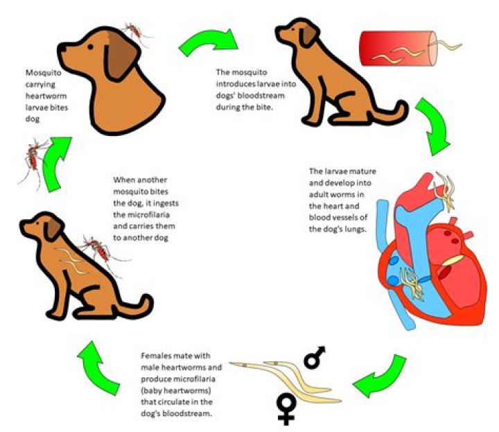 Quick Answer: What Does A Dog With Heartworms Cough Sound Like