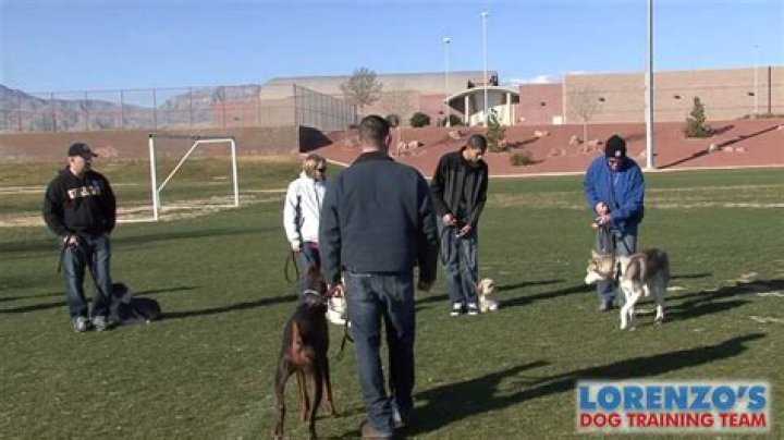 Quick Answer: What Kind Of Training Does Lorenzo’s Dog Training Do