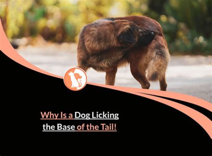 Quick Answer: Why Does My Dog Keep Licking Her Private
