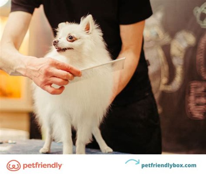 Quick Answer: Will Blow Drying My Dog Kill Fleas