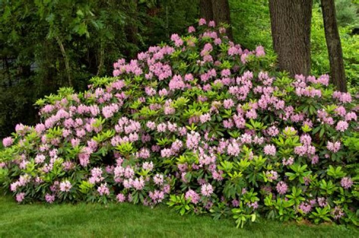 Rhododendron flower - How To Discuss
