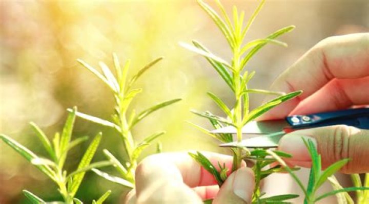 Should I cut back bee balm in the fall