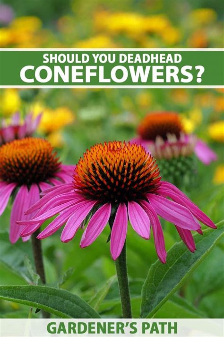 Should you deadhead coneflowers