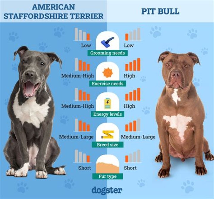 Staffordshire Terrier Vs Pitbull - How To Discuss
