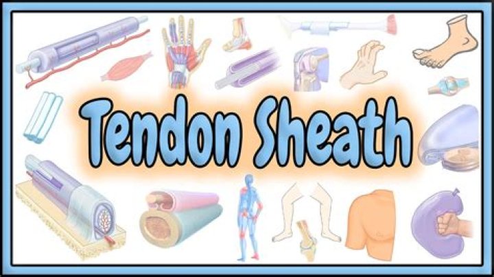Tendon definition - How To Discuss