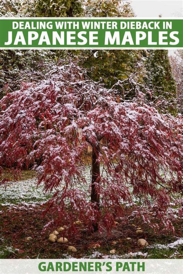 Transplanting Japanese Maple In Winter