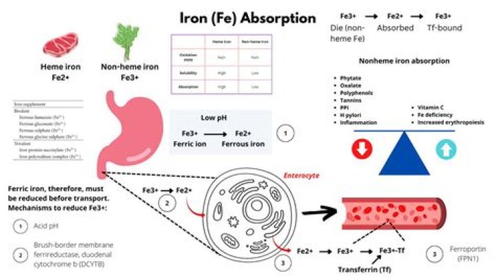 What affects absorption of iron