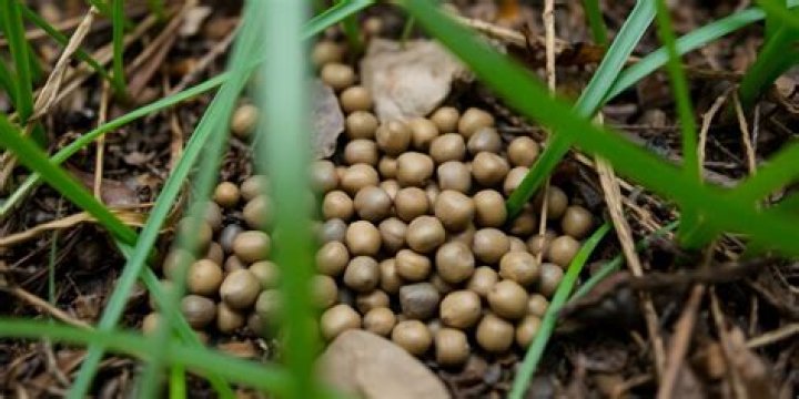 What animal has small round droppings