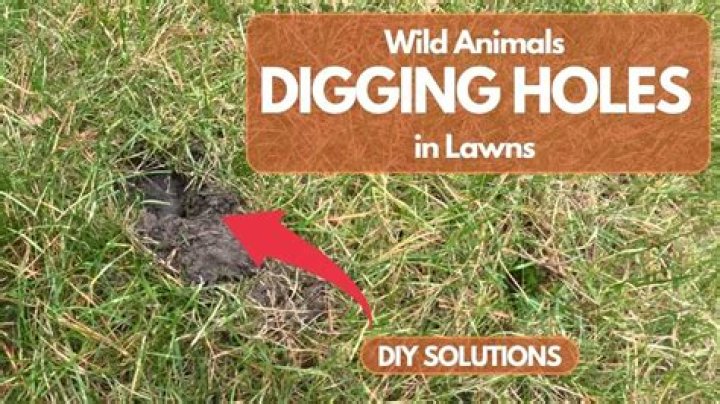 What animal is making holes in my lawn