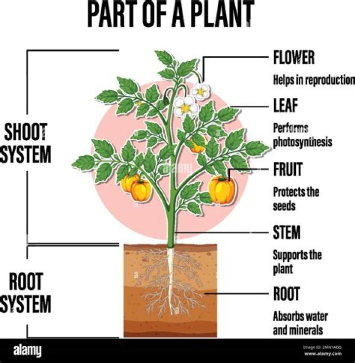 What are all the parts of a plant