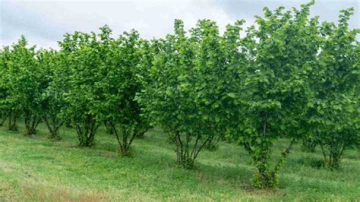 What are hazel trees used for