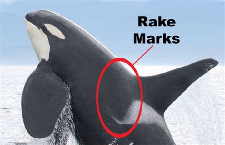 What are rake marks on Orcas