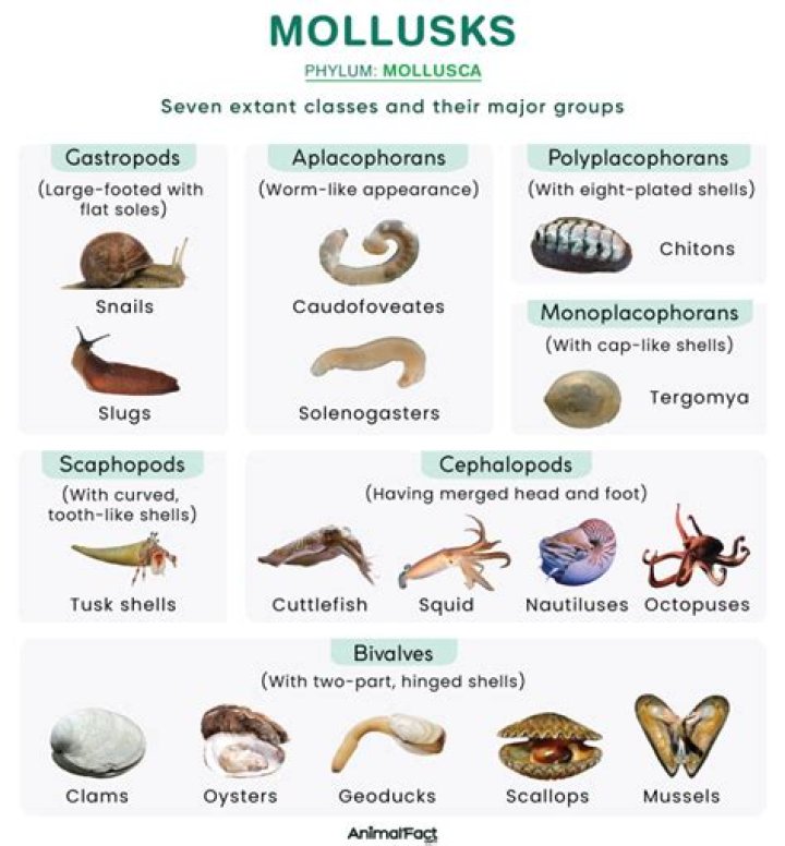 What are some different classes of molluscs and which animals are examples of each class