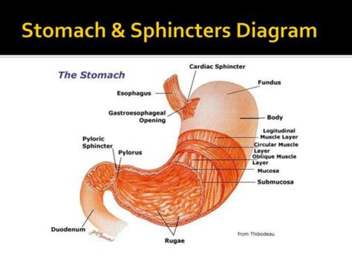 What are the 2 sphincters in the stomach