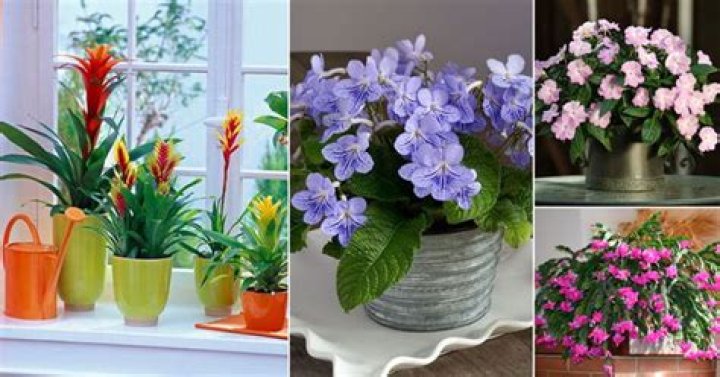 What are the best flowers to grow