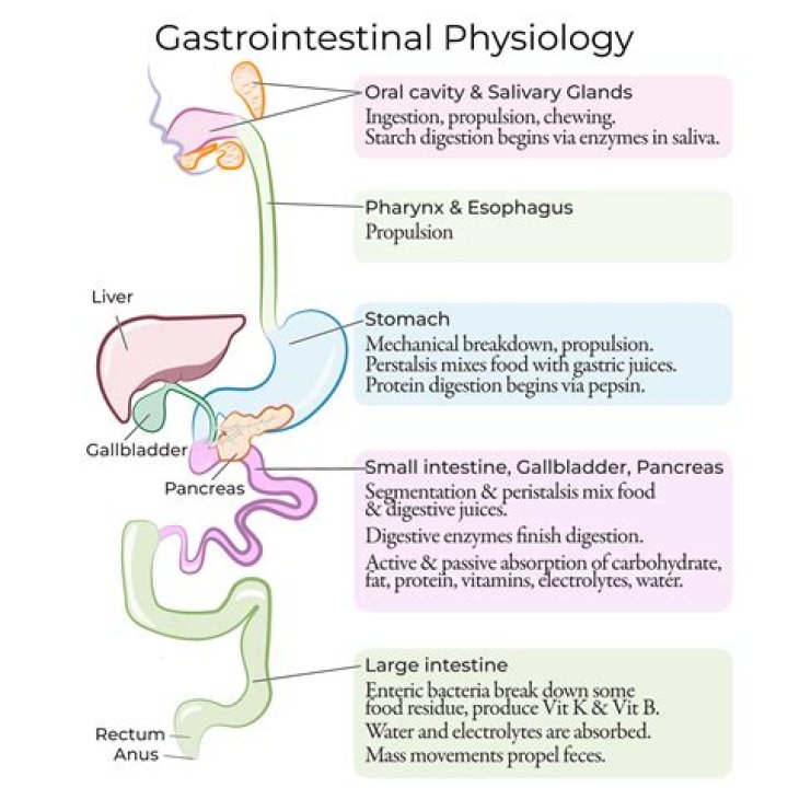 What are the changes in the gastrointestinal system due to aging