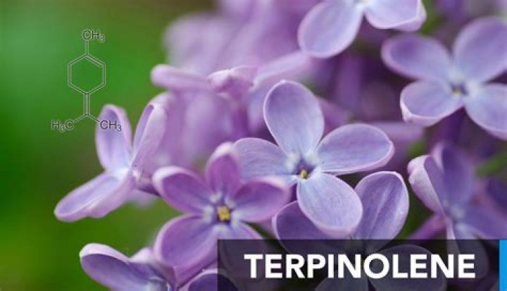 What are the effects of Terpinolene