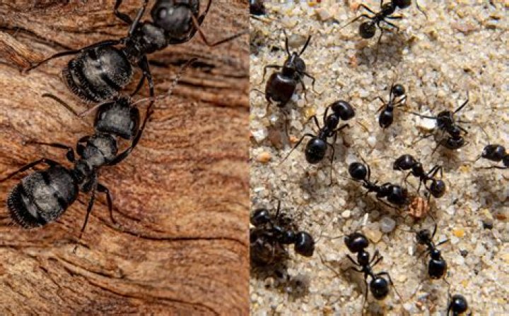 What are the huge black ants called