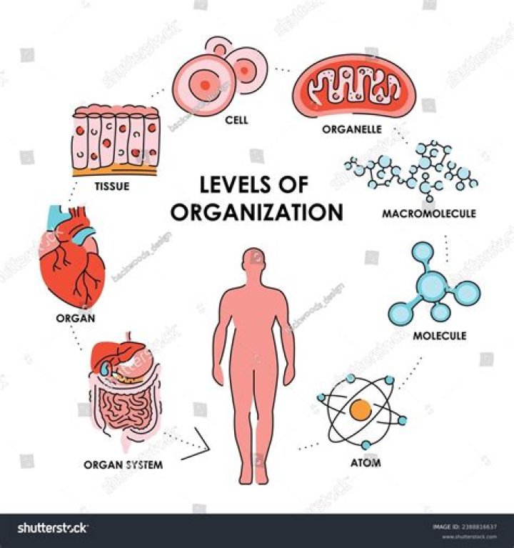 What are the level of organization in the human body
