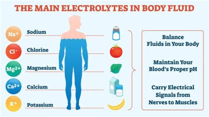 What are the major electrolytes found in the human body