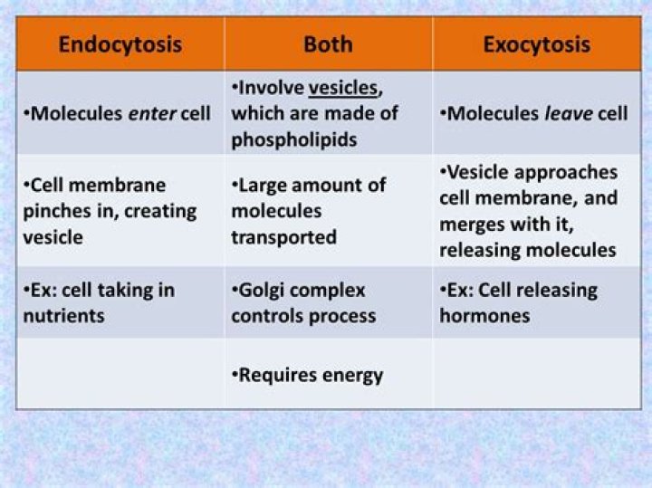 What are the similarities and differences between endocytosis and exocytosis