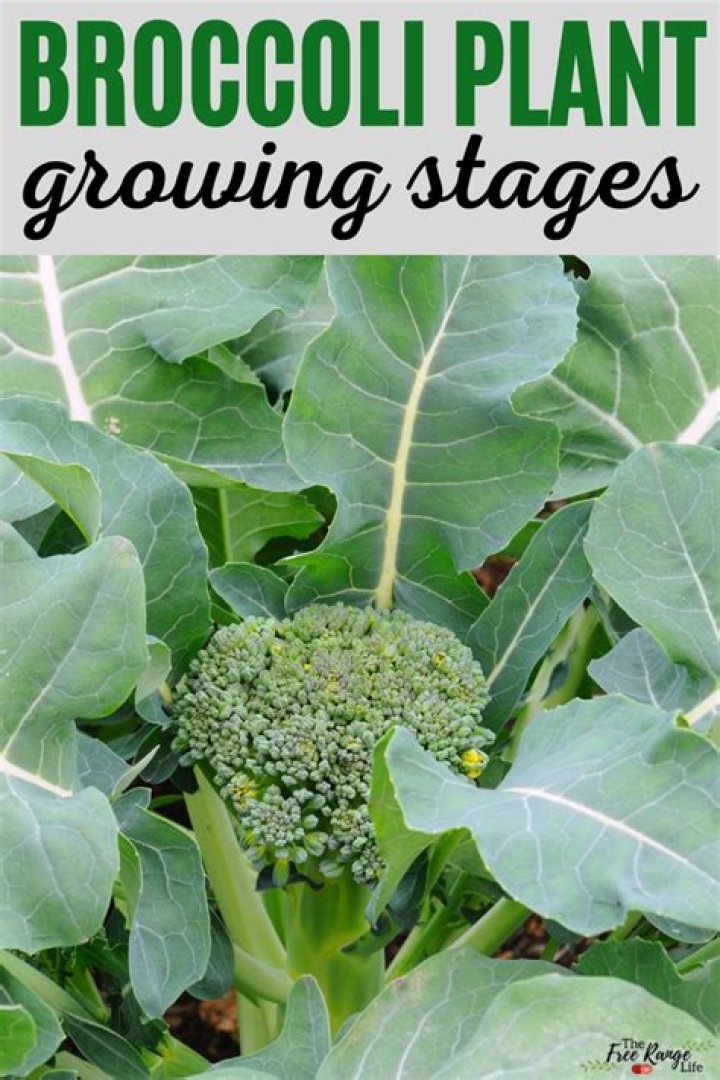 What are the stages of broccoli growth