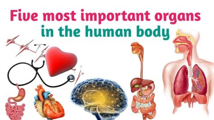 What are the two most important organs in the human body