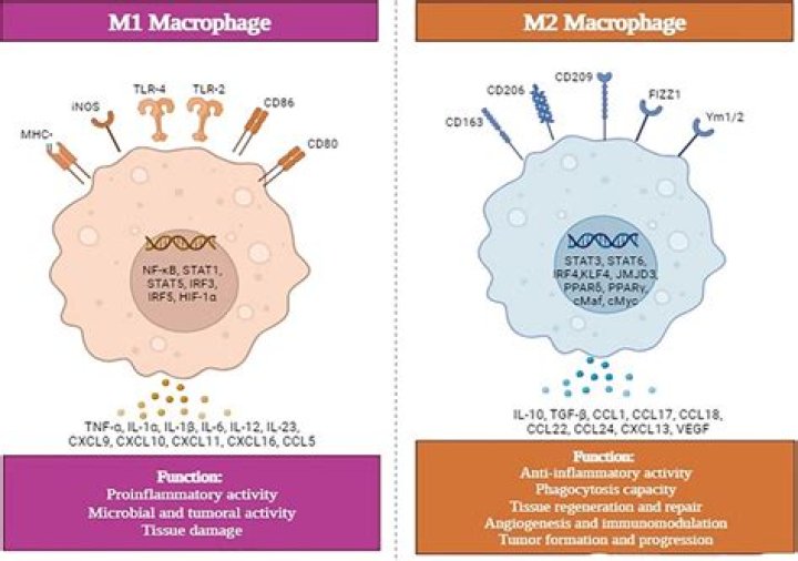 What are the two types of macrophages