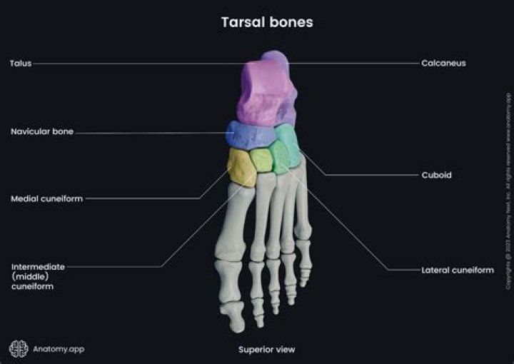What bones make up the ankle quizlet