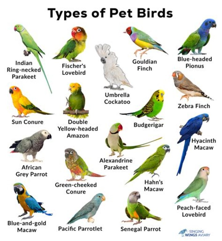 What can kill pet birds