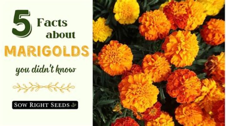 What can you do with marigold flowers