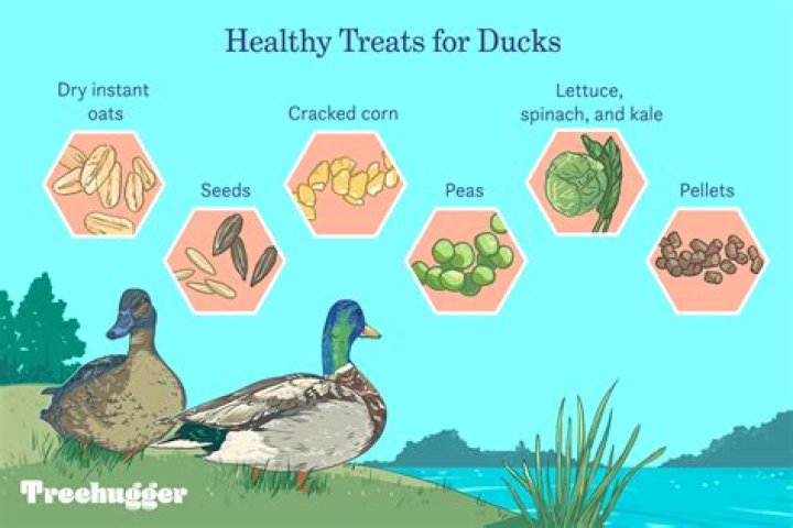 What can you feed ducks