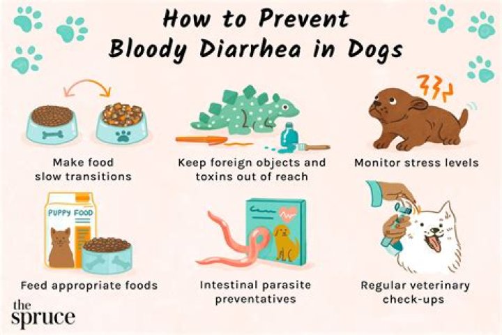 What Can You Give A Nursing Dog For Diarrhea