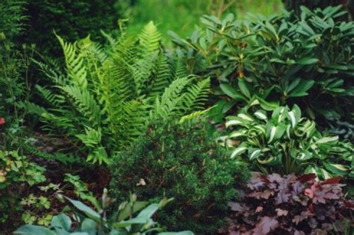 What can you plant with ferns