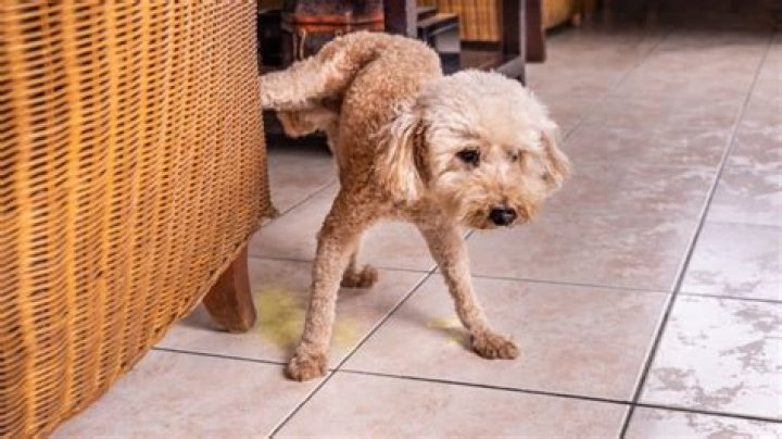 What causes an older dog to start peeing in the house