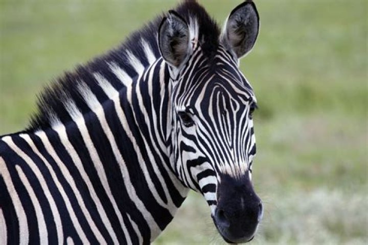 What Colors Are Zebras