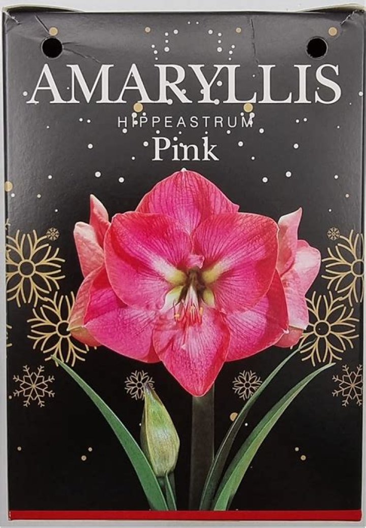 What compost is best for amaryllis