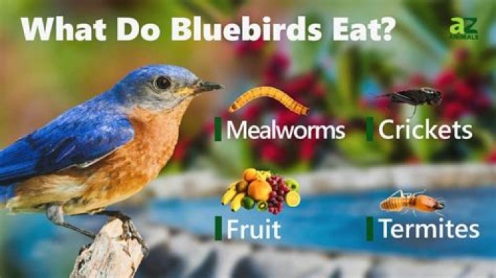 What do baby bluebirds eat