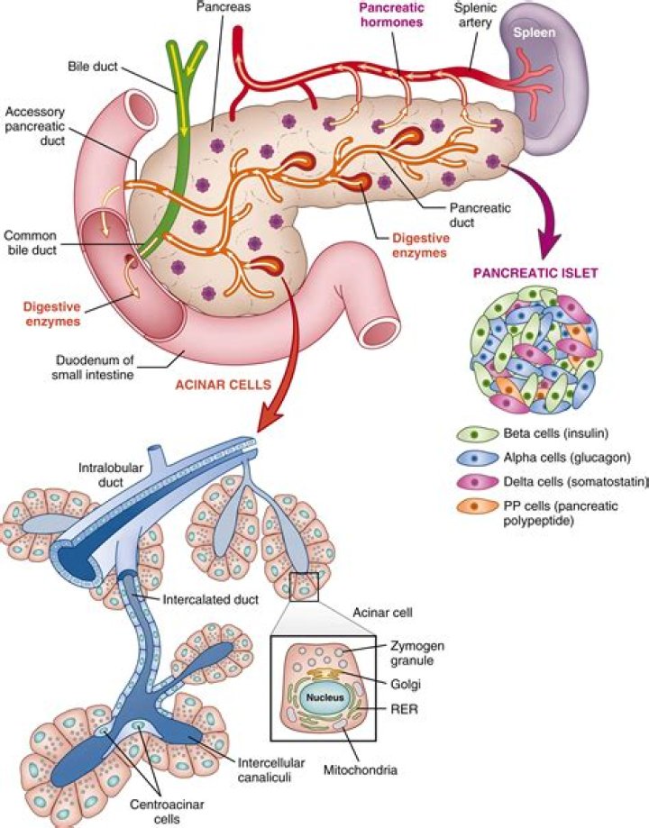 What do pancreatic islets produce