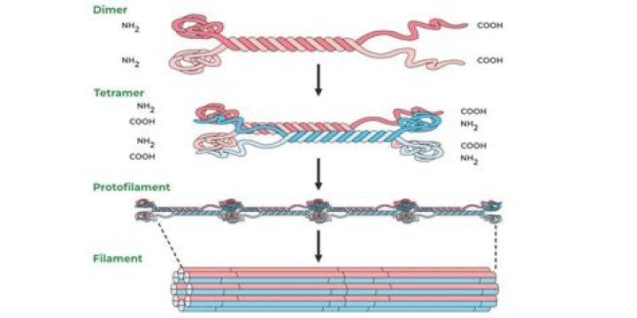 What do protein filaments do