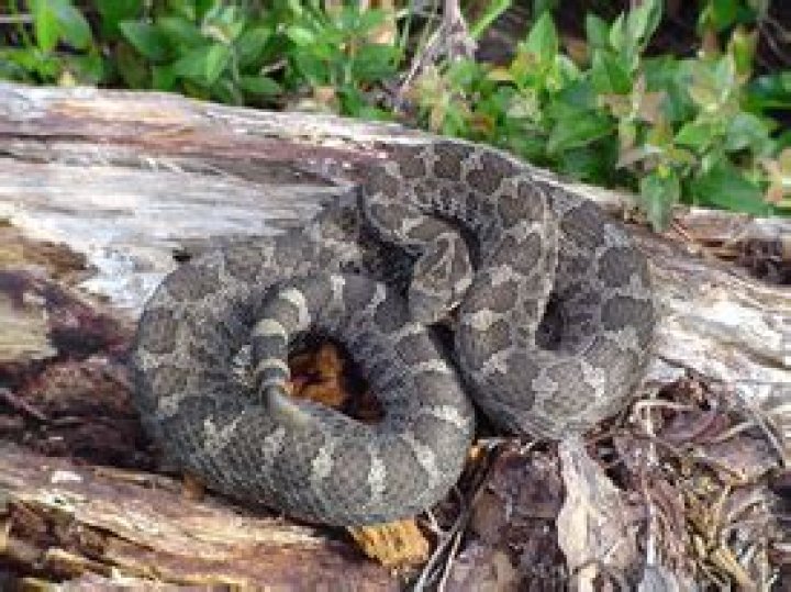 What does a Michigan rattlesnake look like