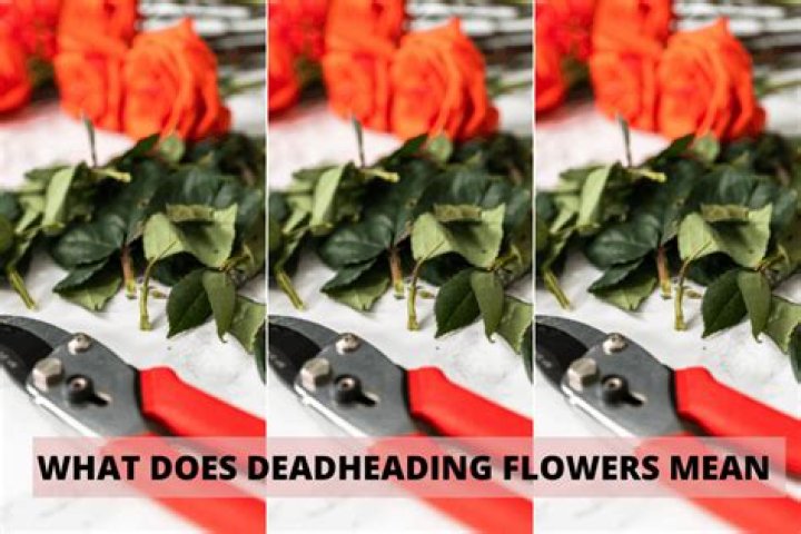What does deadhead a plant mean