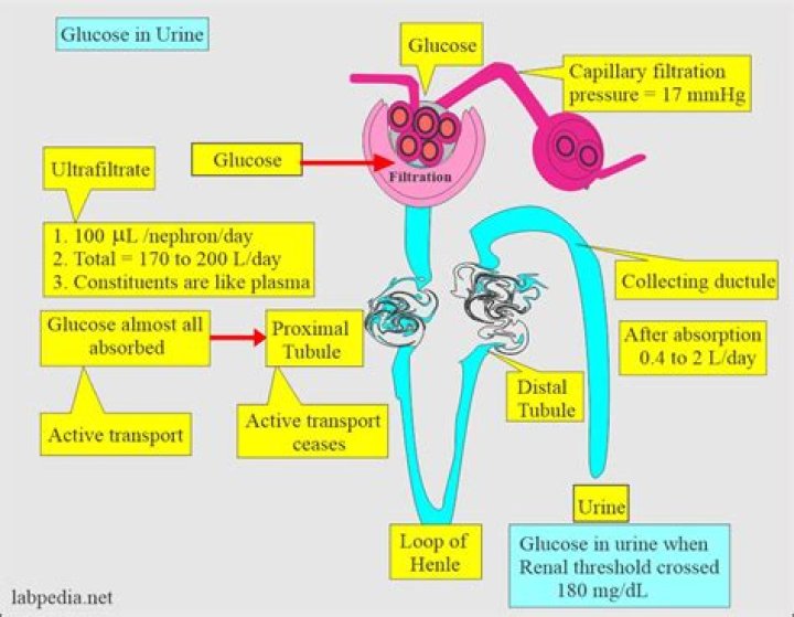 What does glucose in urine when pregnant mean