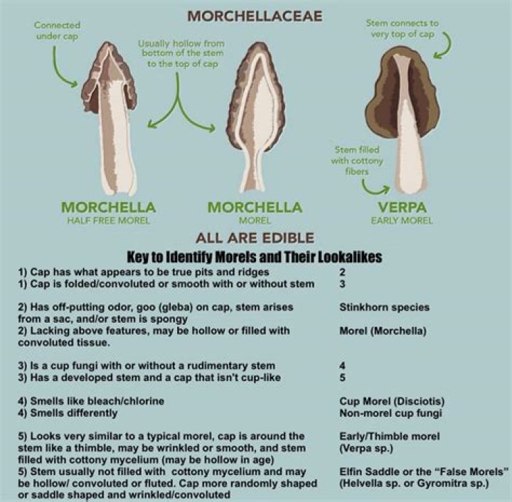 What does morel mushroom taste like