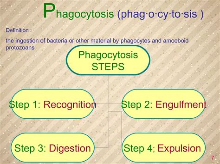 What does PHAG o mean