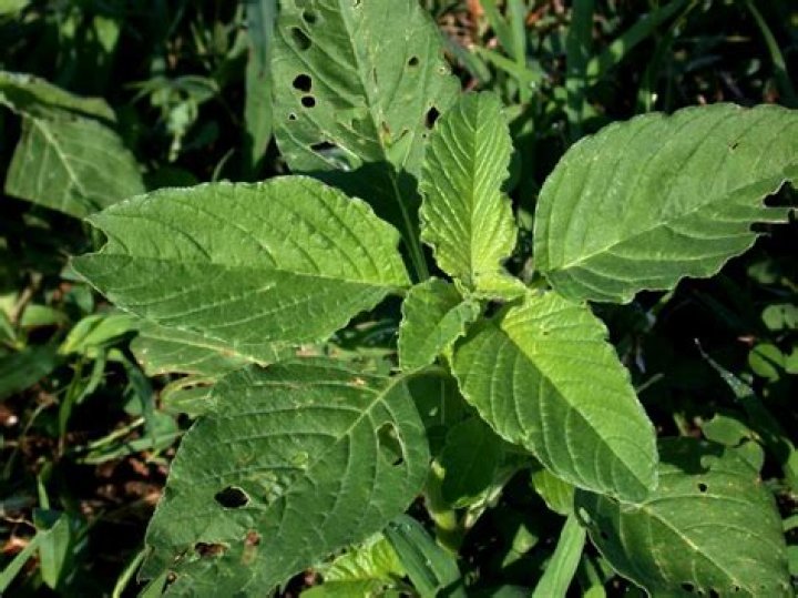 What does pigweed look like